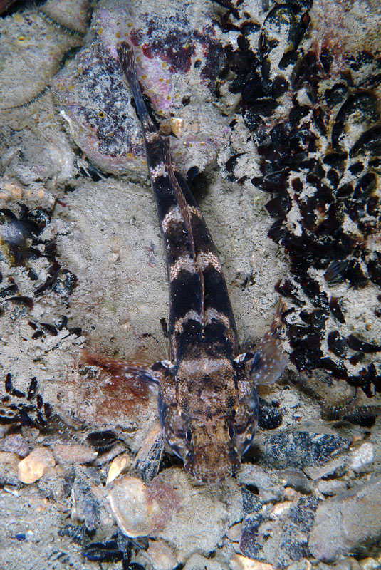 Gobius paganellus